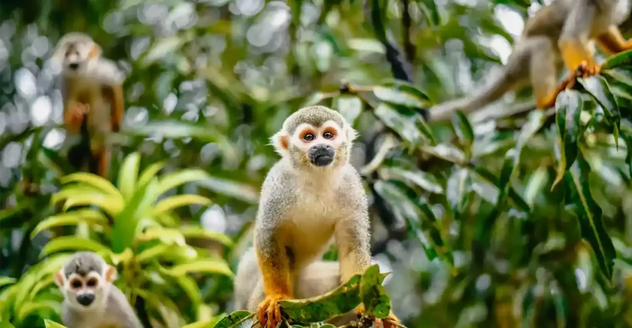 Guyana: Georgetown & Kaieteur Falls Experience