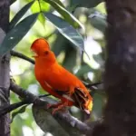 Guyana birding tours - Guianan cock-of-the-rock (Rupicola rupicola)