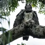 harpy eagle - Guyana birding