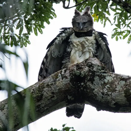 Harpy Eagle (Harpia harpyja)
