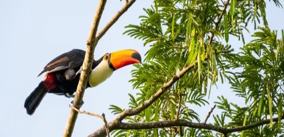 Toco toucan (Ramphastos toco)