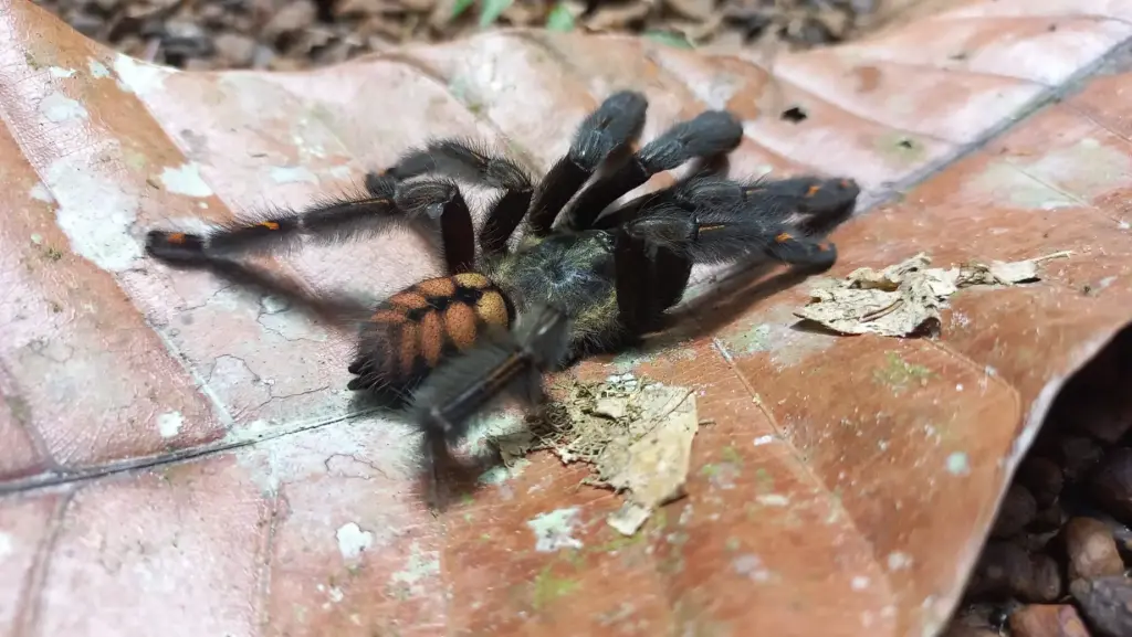 Goliath Bird‑Eating Spider