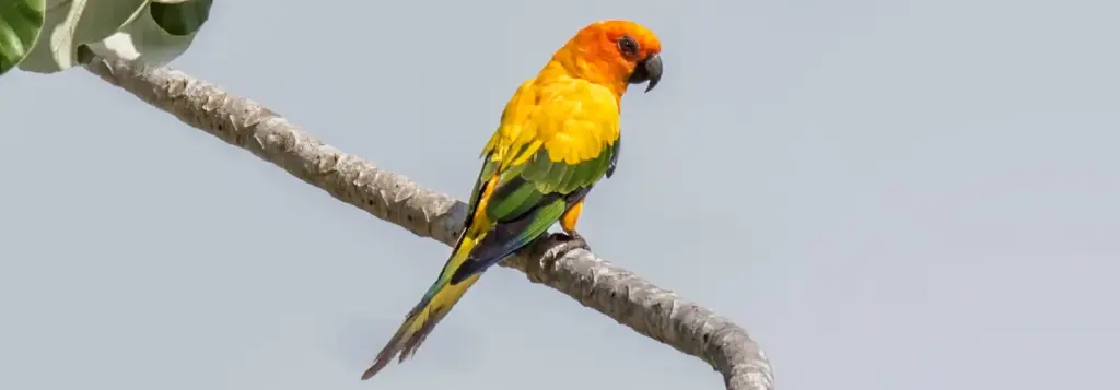 Endangered Sun Parakeet or Sun Conure perched on a branch during a birding trip in Guyana