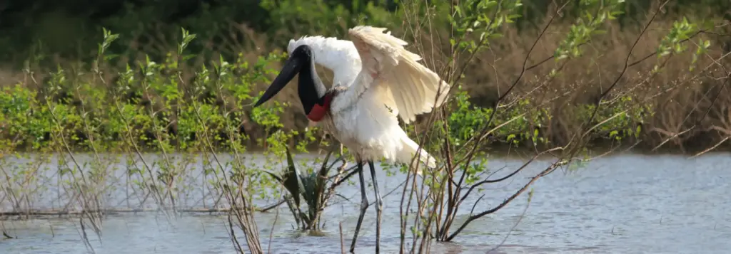 Jabiru Stork spreading its wings in the wetlands on a Guyana birding tour