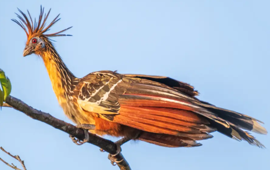 Hoatzin national bird seen on the Guyana Birding on a Budget tour