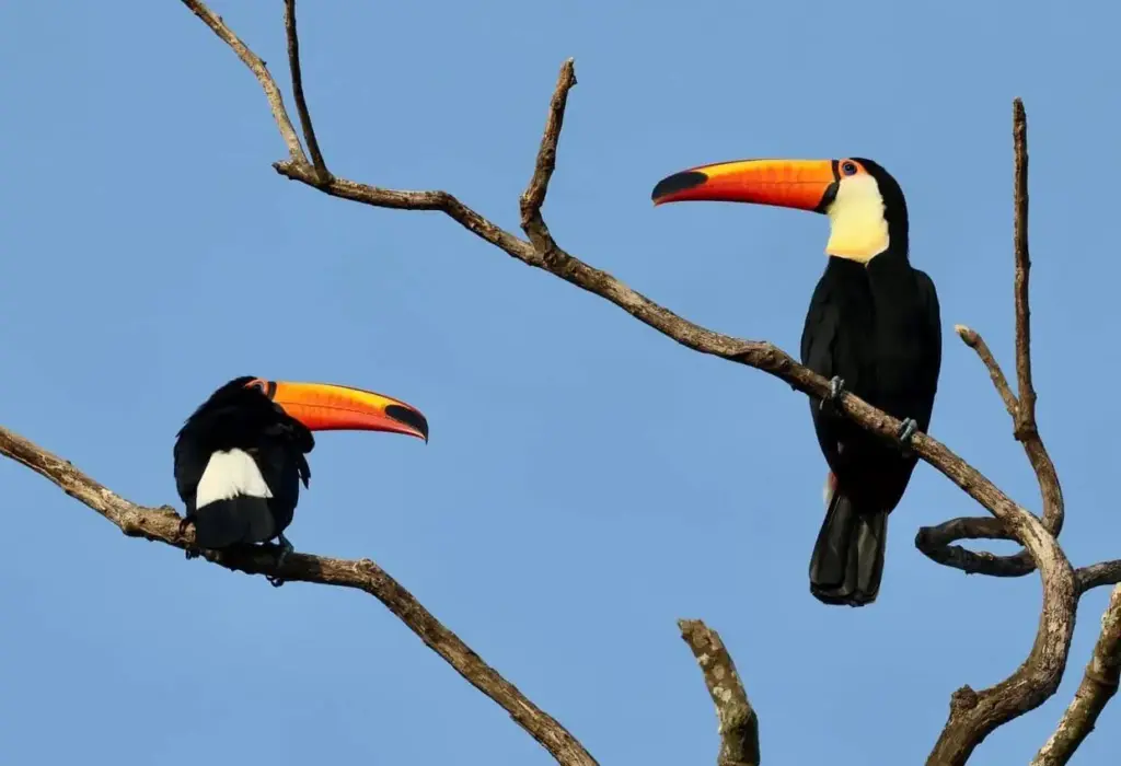 Two Toco Toucans perched on a branch in the Guyana rainforest