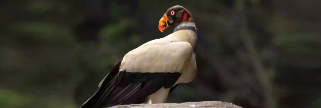 Guyana Birding on a Budget Tour