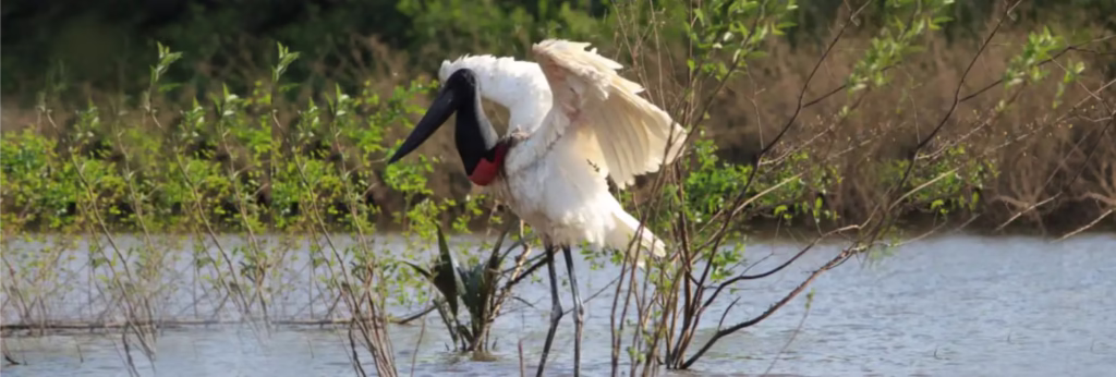 Guyana Birding on a Budget Tour