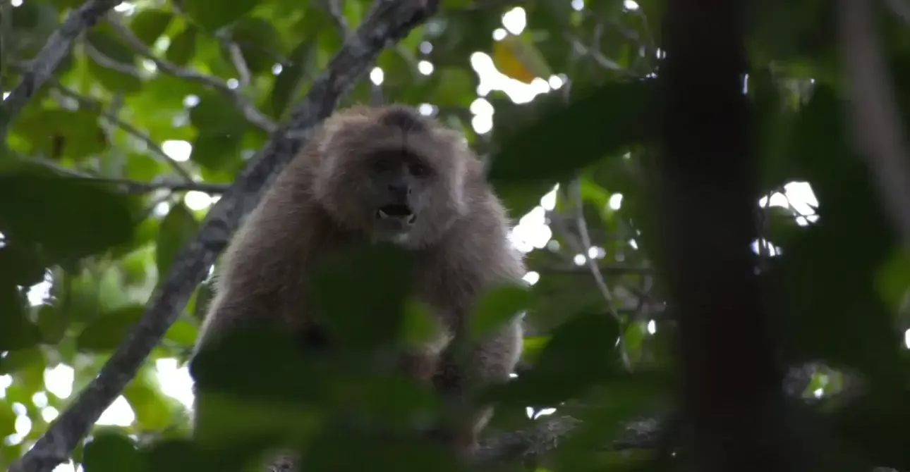 imgi_15_Atta-Rainforest-Lodge-Wildlife-1-scaled-2-1290x670