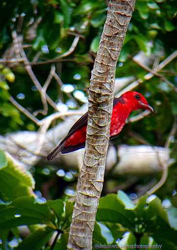 Male Crimson Fruitcrow perched beside a palm trunk in Guyana rainforest