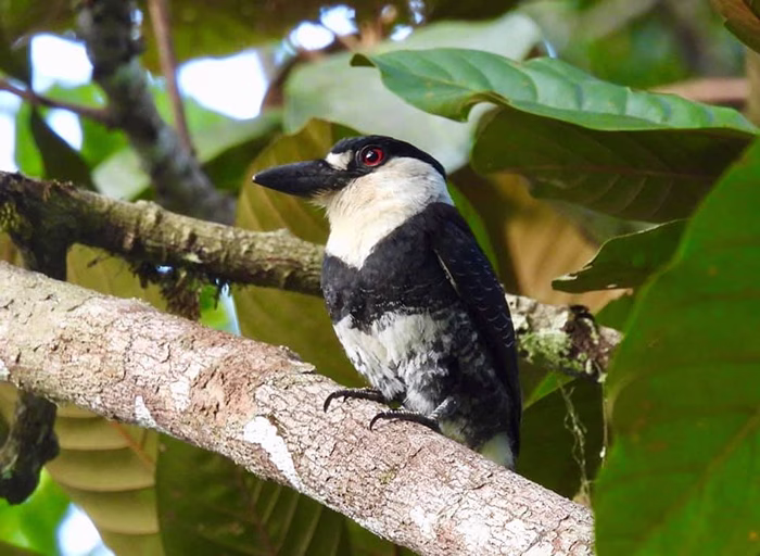 Black-and-white Guianan Puffbird perched on a rainforest branch in Guyana