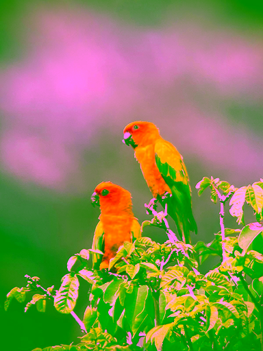 Two endangered Sun Parakeets perched in vegetation in Guyana