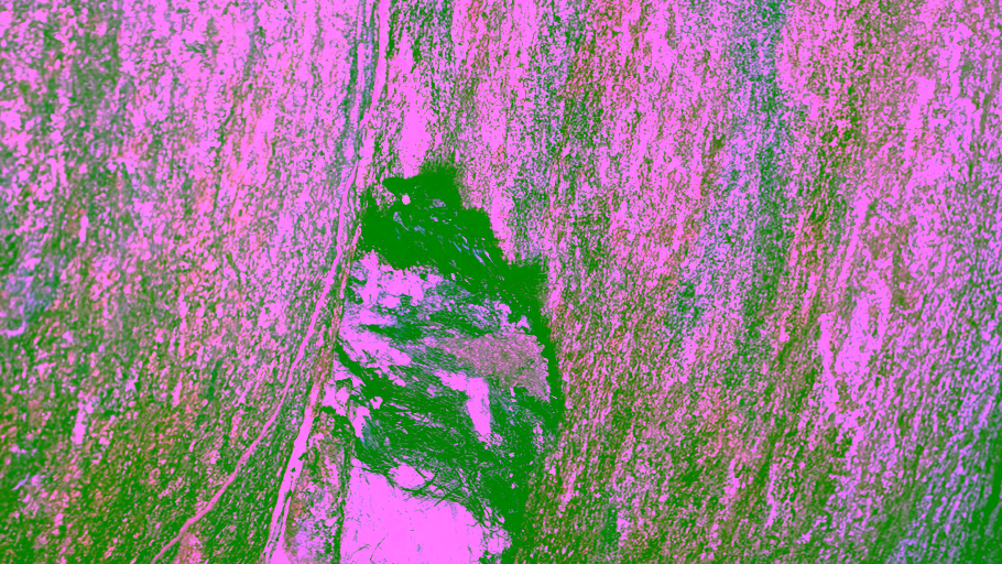 This is the female Guianan Cock-of-the-rock on the nest
