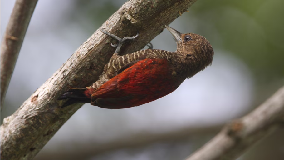 Blood-coloured Woodpecker clinging beneath a tree branch in Guyana