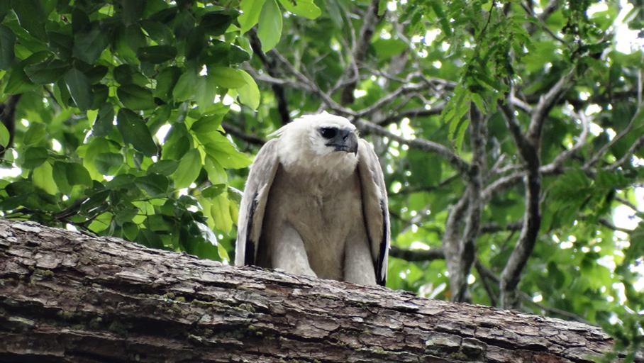 Harpy Eagle perched on a large branch in the Guyana rainforest