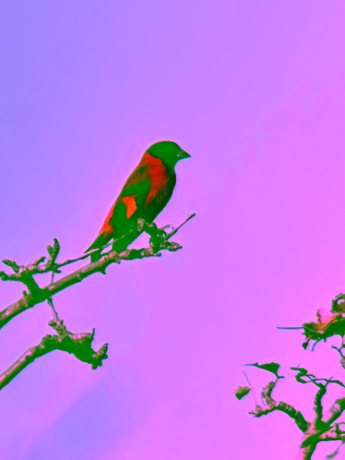 Male Red Siskin perched on a branch in South Rupununi, Guyana