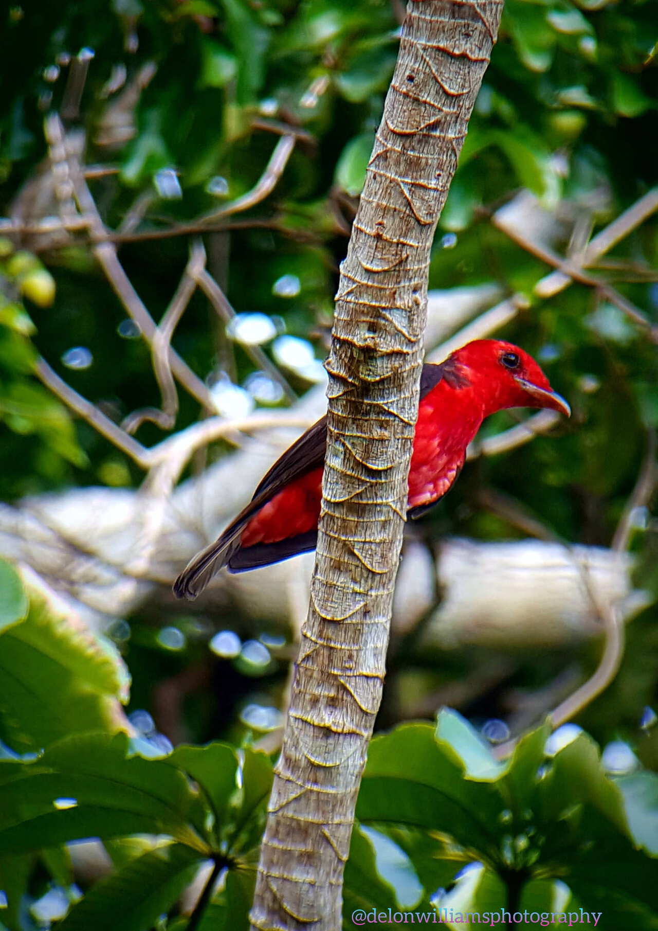 Crimson Fruitcrow seen while birding in Guyana