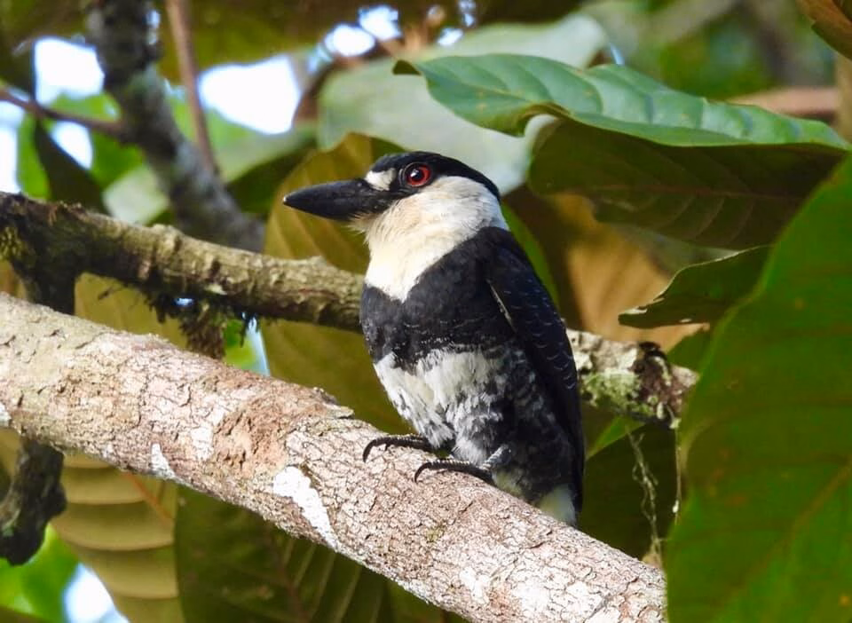 Guianan Puffbird seen during a Guyana birding tour