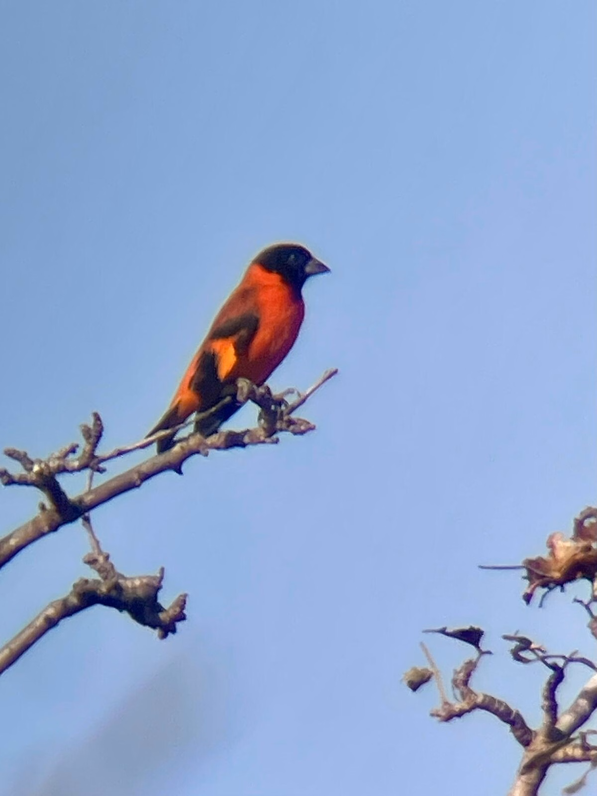 Red Siskin photographed while birding in Guyana