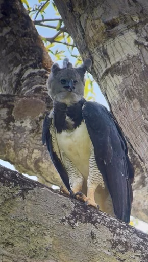 Harpy Eagle Birding in Guyana: A Wilderness Experience at Mapari Camp