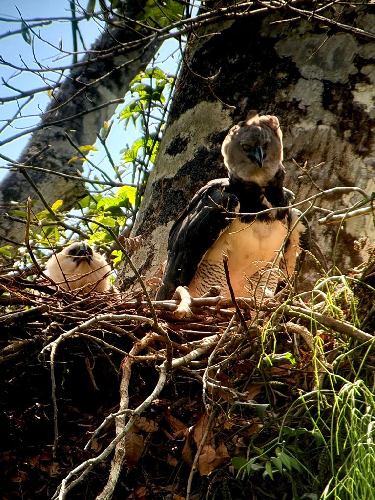 Harpy Eagle