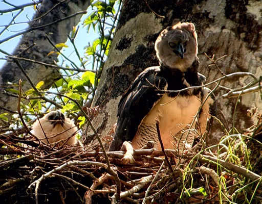 harpy eagle nest birding in wilderness mapari camp