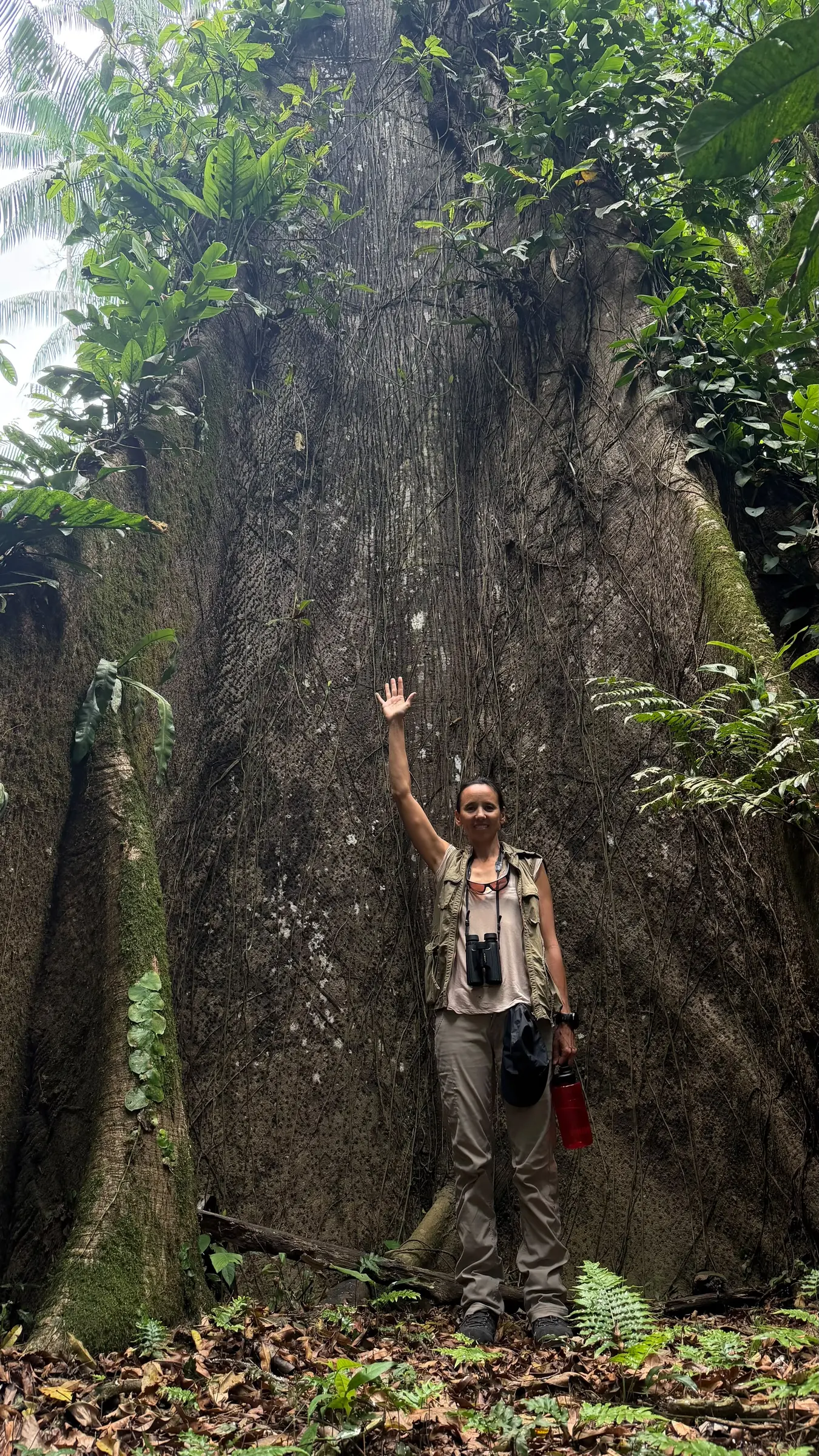 Guest standing beside the buttress roots of a giant rainforest tree near Mapari Wilderness Camp, Guyana