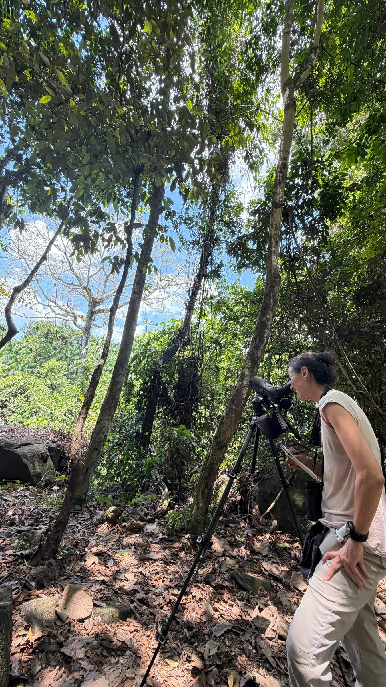 Birder watching the Harpy Eagle nest through a spotting scope near Mapari Wilderness Camp, Guyana
