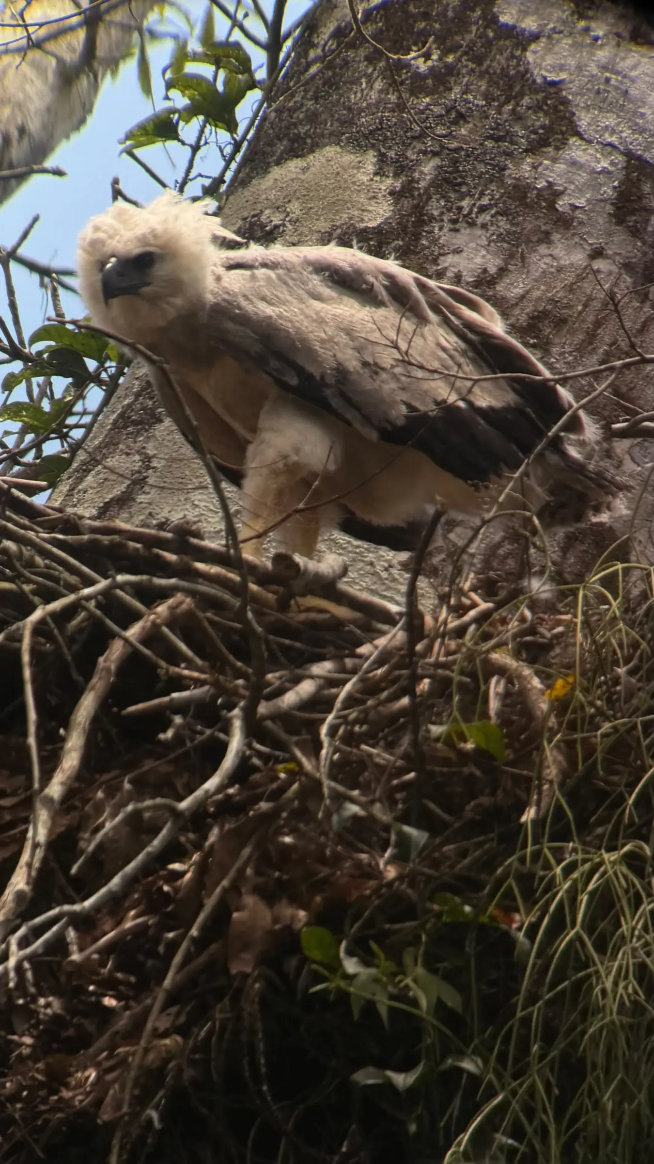 Juvenile Harpy Eagle on its nest near Mapari Wilderness Camp, Guyana